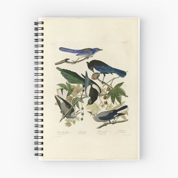 Item preview, 362 I. Yellow billed Magpie 2. Stellers Jay 3. Ultramarine Jay 4. Clark's Crow designed and sold by Bird-Lore.
