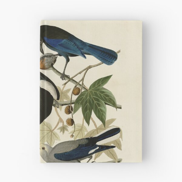 Item preview, 362 I. Yellow billed Magpie 2. Stellers Jay 3. Ultramarine Jay 4. Clark's Crow designed and sold by Bird-Lore.