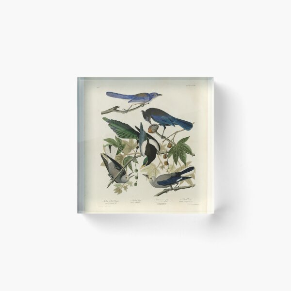 Item preview, 362 I. Yellow billed Magpie 2. Stellers Jay 3. Ultramarine Jay 4. Clark's Crow designed and sold by Bird-Lore.