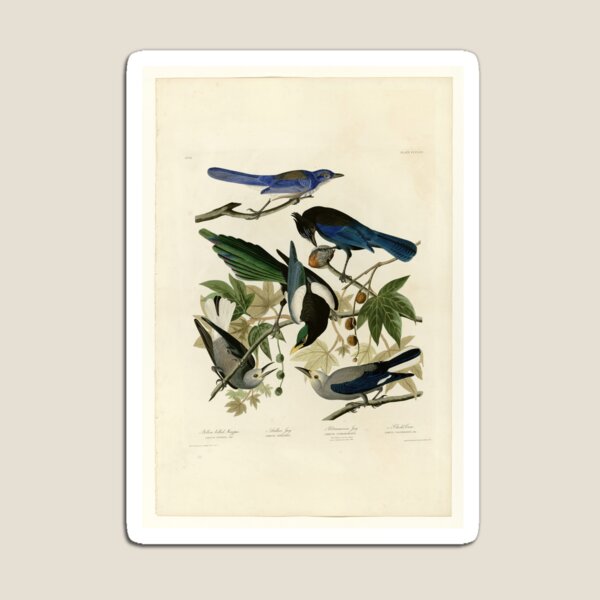 Item preview, 362 I. Yellow billed Magpie 2. Stellers Jay 3. Ultramarine Jay 4. Clark's Crow designed and sold by Bird-Lore.