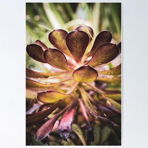 Item preview, Red Cacti Succulent Plant designed and sold by Photoluminous.