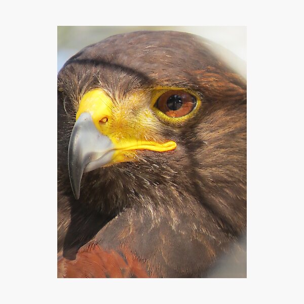 Item preview, falcon - halcón designed and sold by Bernhard Matejka.