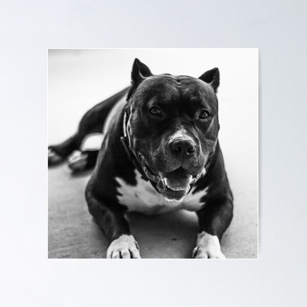 Artikelvorschau, Pitbull-Fotografie entworfen und verkauft von Beatific Art Dv.