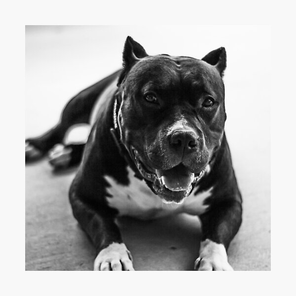 Aperçu de l'œuvre Photographie de Pit Bull créée et vendue par Beatific Art Dv.