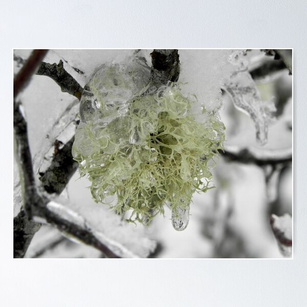 Item preview, Frozen Lichen designed and sold by Martha Medford.