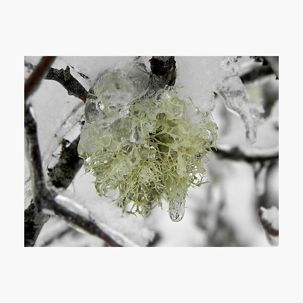 Item preview, Frozen Lichen designed and sold by Martha Medford.
