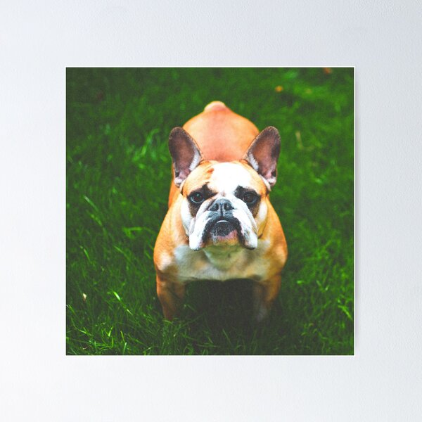 Item preview, Fotografía de pitbull designed and sold by Beatific Art Dv.