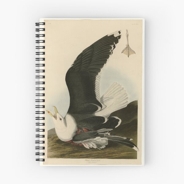 Item preview, 241 Black Backed Gull designed and sold by Bird-Lore.