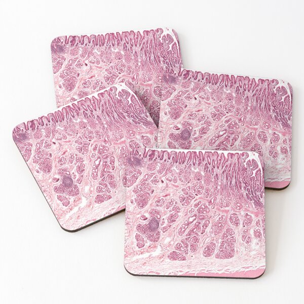 Item preview, Gastroduodenal Junction designed and sold by Love Histology.