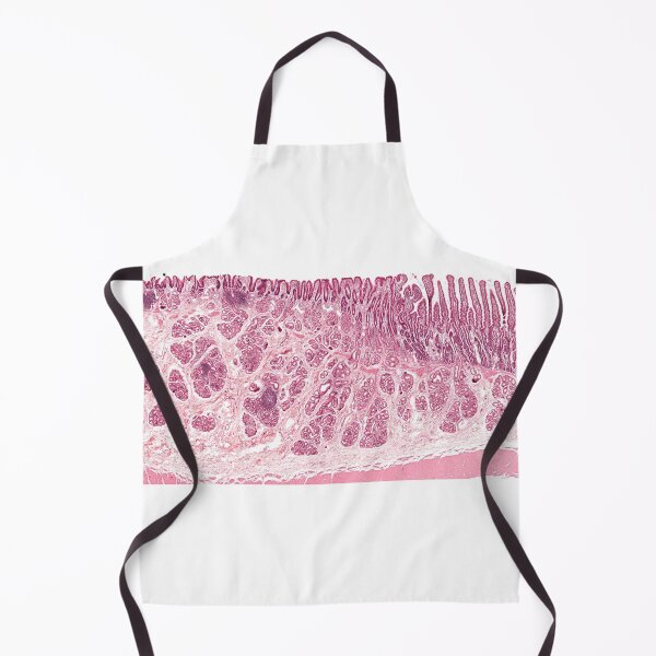 Item preview, Gastroduodenal Junction designed and sold by Love Histology.