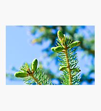 New Growth Photographic Print