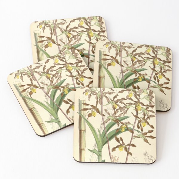 Item preview, Dendrobium johannis designed and sold by EsotericBotanic.
