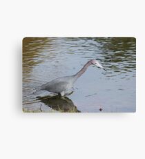 Little Blue Canvas Print