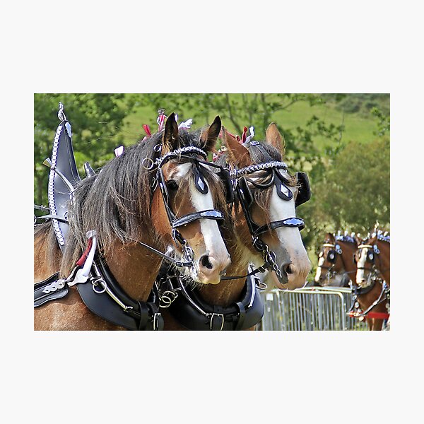Aperçu de l'œuvre Chevaux Clydesdale - Paire de conduite créée et vendue par Richenda.