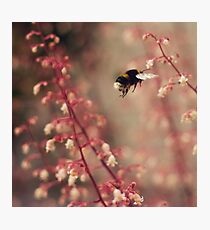 Busy Buzzy Bottom Photographic Print
