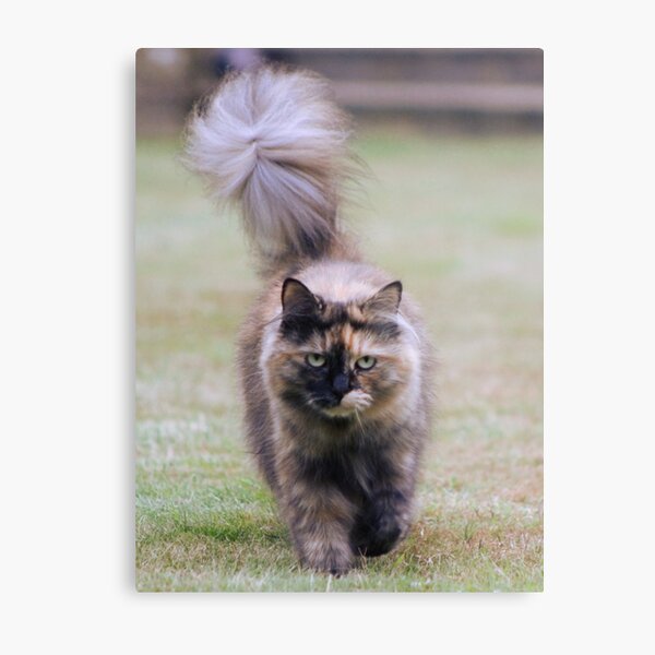 Bella Means Business Metal Print
