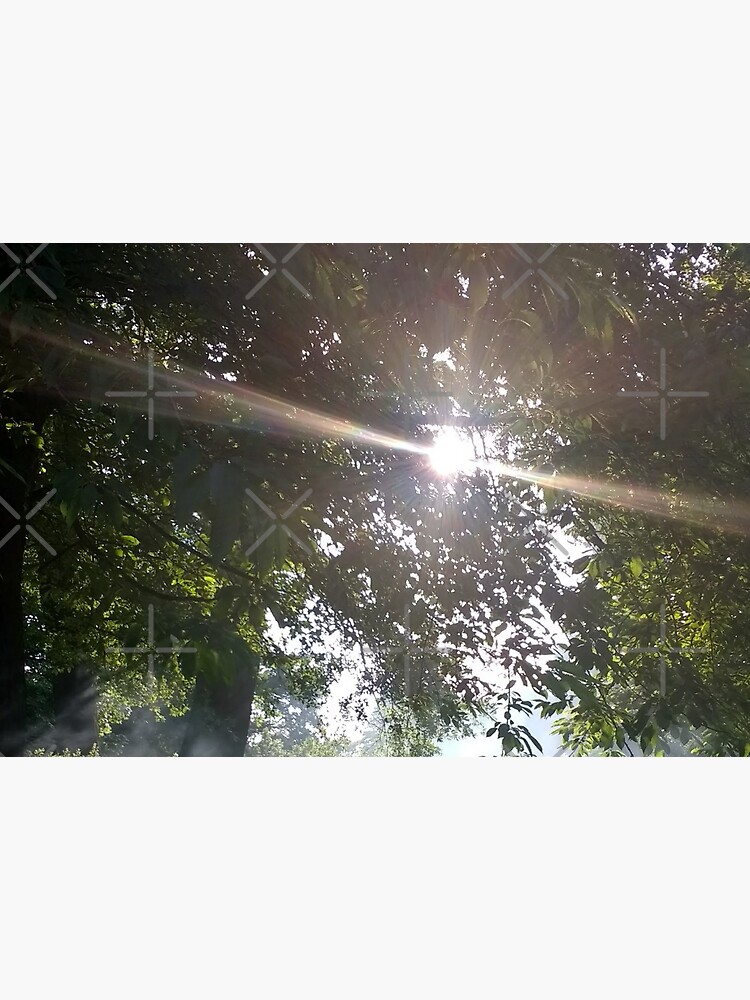 M.I. #12 |☼| Smoky Tree Sun Rays - Portrait Shot (Pearson Park) by Naean