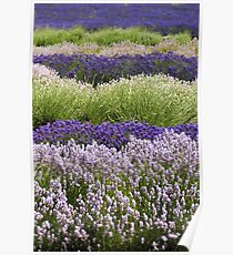 Lavender Bands Poster