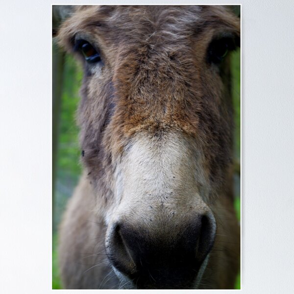 Item preview, Donkeynose designed and sold by Treemonk.
