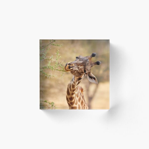 Thorny Mouthful for a Hungry Giraffe Acrylic Block