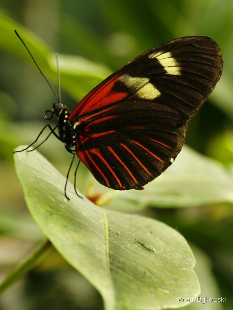 Thumbnail 4 of 4, iPhone Case, Postman Longwing designed and sold by Bykowski.