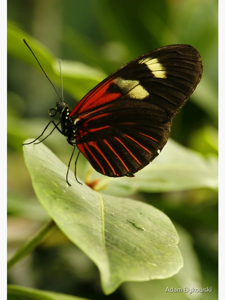 Thumbnail 3 of 3, Journal, Postman Longwing designed and sold by Adam Bykowski.