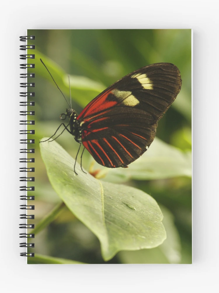 Thumbnail 1 of 3, Journal, Postman Longwing designed and sold by Adam Bykowski.