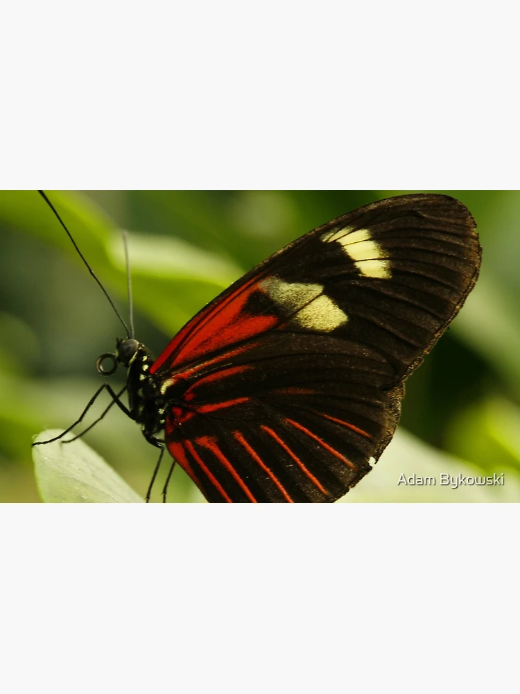 Thumbnail 4 of 4, Coffee Mug, Postman Longwing designed and sold by Adam Bykowski.