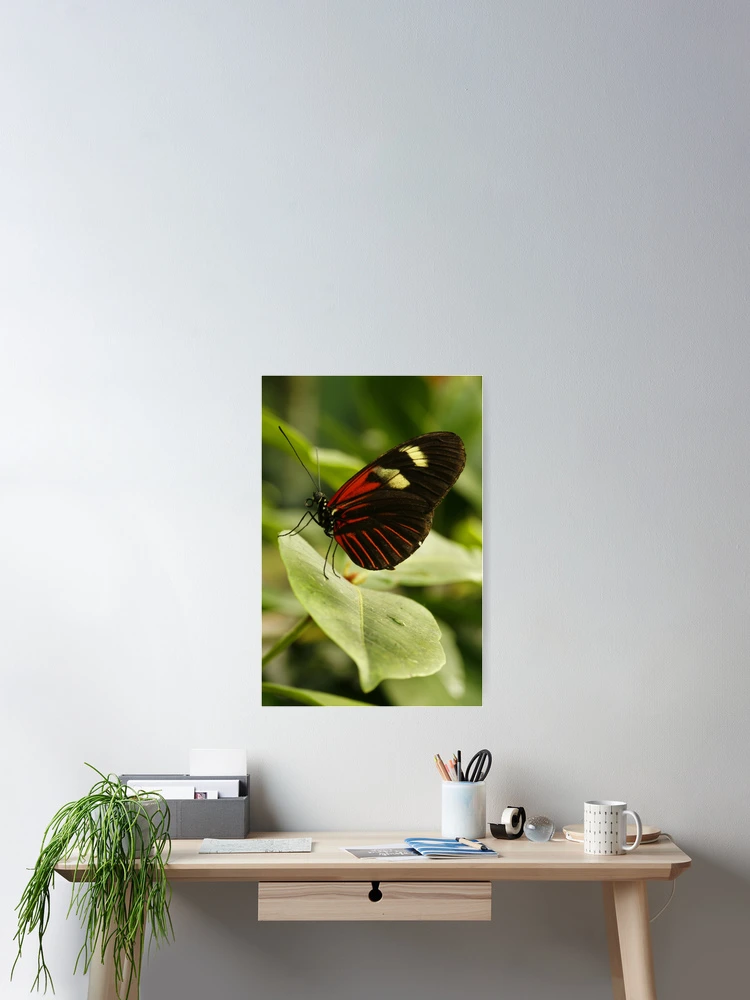 Thumbnail 2 of 3, Poster, Postman Longwing designed and sold by Adam Bykowski.
