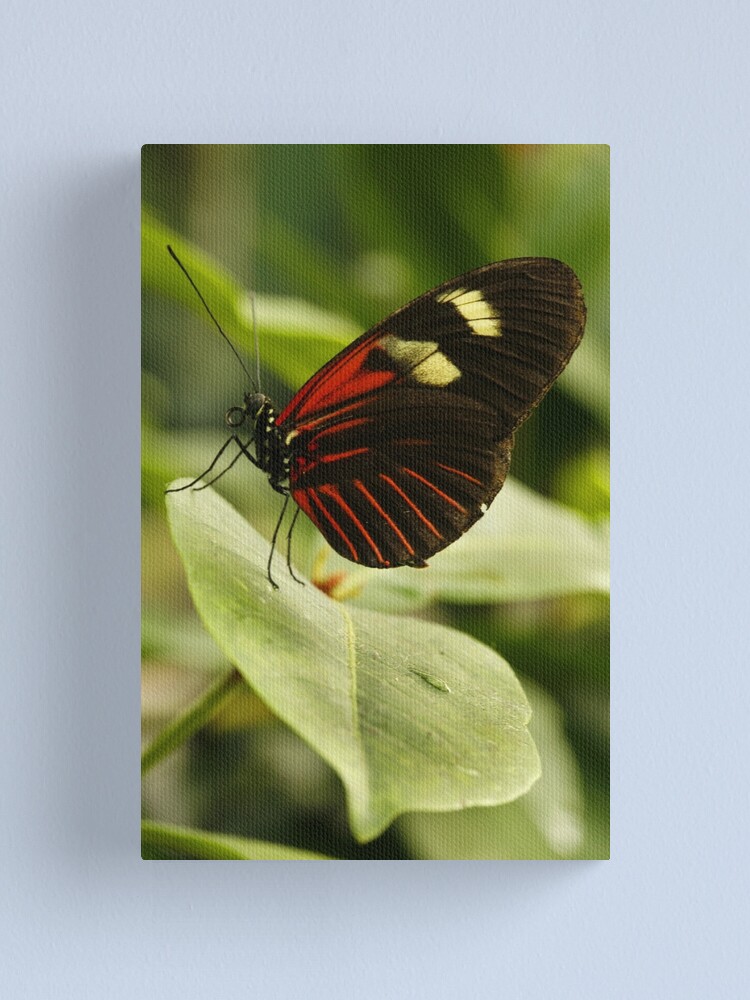 Thumbnail 1 of 3, Canvas Print, Postman Longwing designed and sold by Bykowski.
