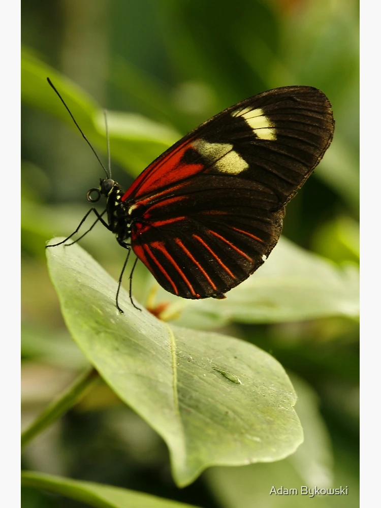 Thumbnail 3 of 3, Poster, Postman Longwing designed and sold by Adam Bykowski.