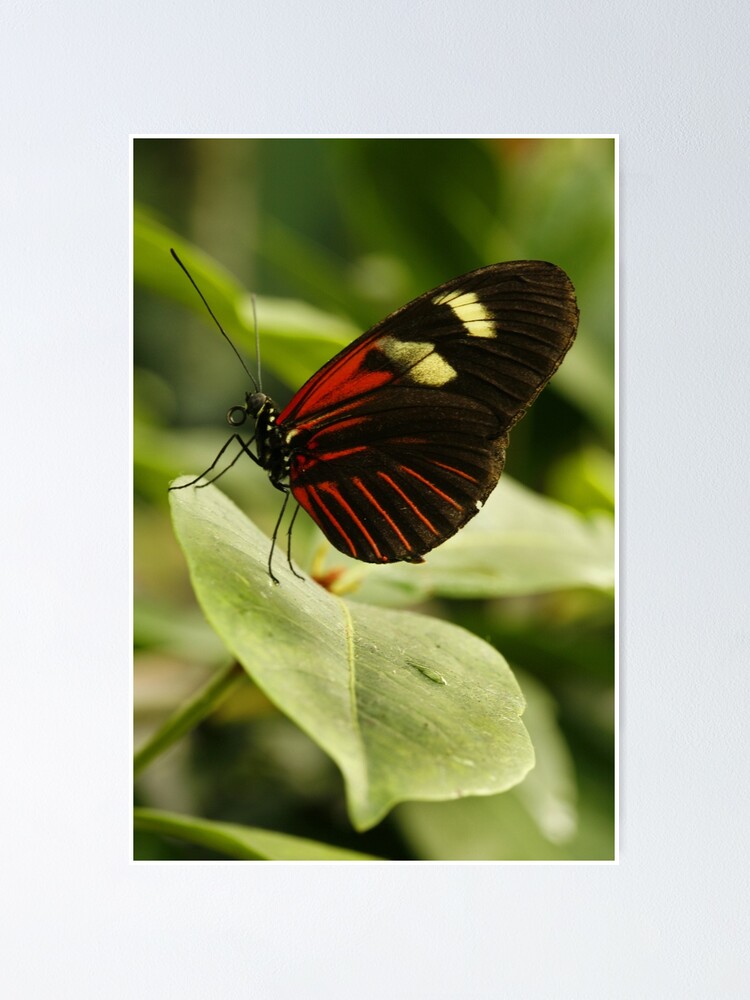 Imagen 1 de 3, Póster con la obra Cartero Longwing, diseñada y vendida por Bykowski.