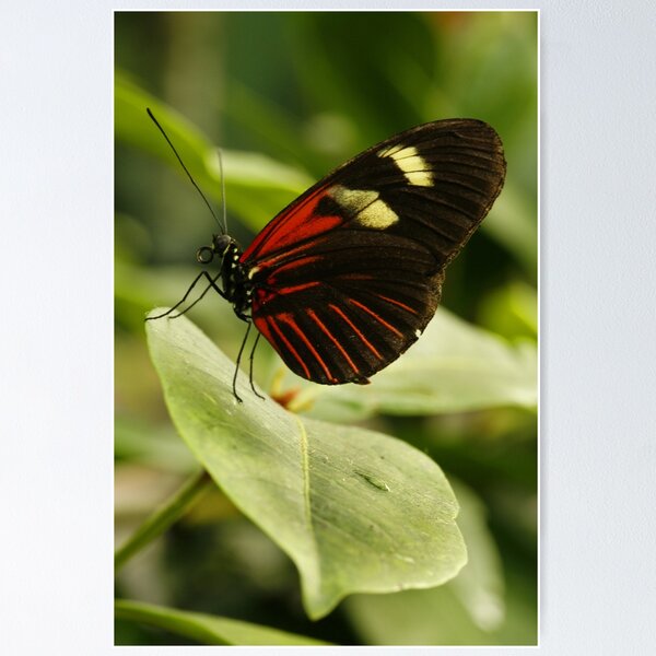 Item preview, Postman Longwing designed and sold by Adam Bykowski.