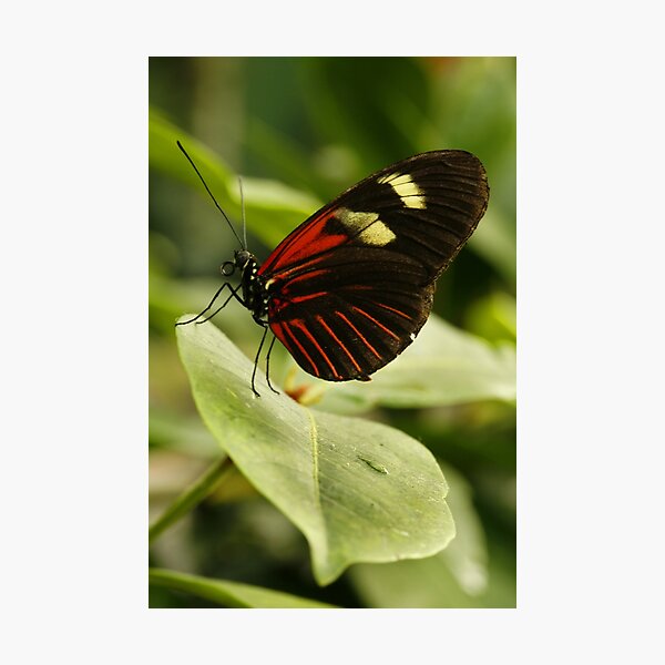 Item preview, Postman Longwing designed and sold by Adam Bykowski.