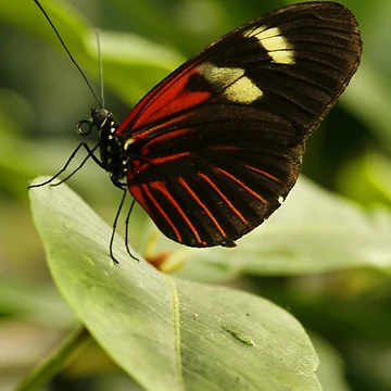 Artwork thumbnail, Postman Longwing by Adam Bykowski