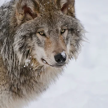 Artwork thumbnail, Timber Wolf by WolvesOnly