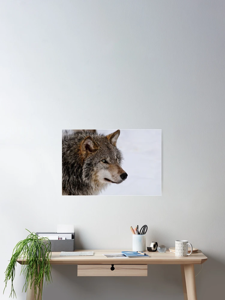 Thumbnail 2 of 3, Poster, Timber Wolf designed and sold by WolvesOnly.