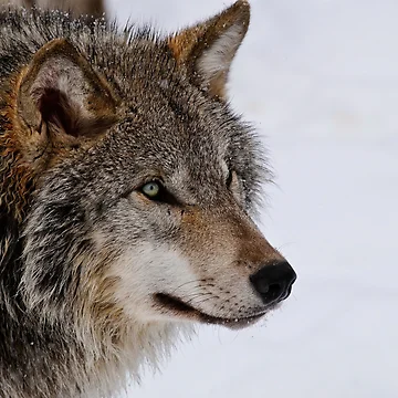 Artwork thumbnail, Timber Wolf by WolvesOnly
