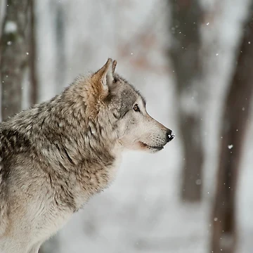 Vorschaubild zum Design Timber Wolf von WolvesOnly