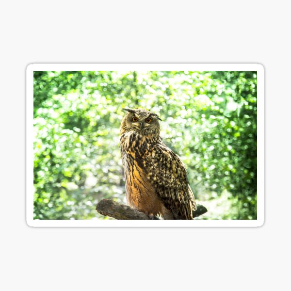 Grand Duke Owl, bird of prey photo Sticker