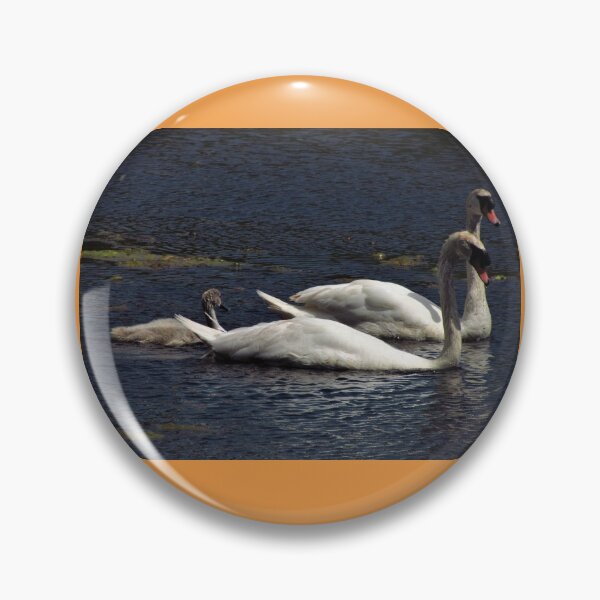 Item preview, A Family of Swans on the Lake at Berrington Hall, Leominster designed and sold by GoNatureDesigns.