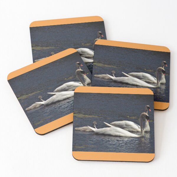 Item preview, A Family of Swans on the Lake at Berrington Hall, Leominster designed and sold by GoNatureDesigns.
