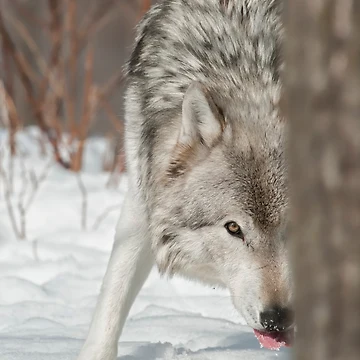 Artwork thumbnail, Timber Wolf by WolvesOnly