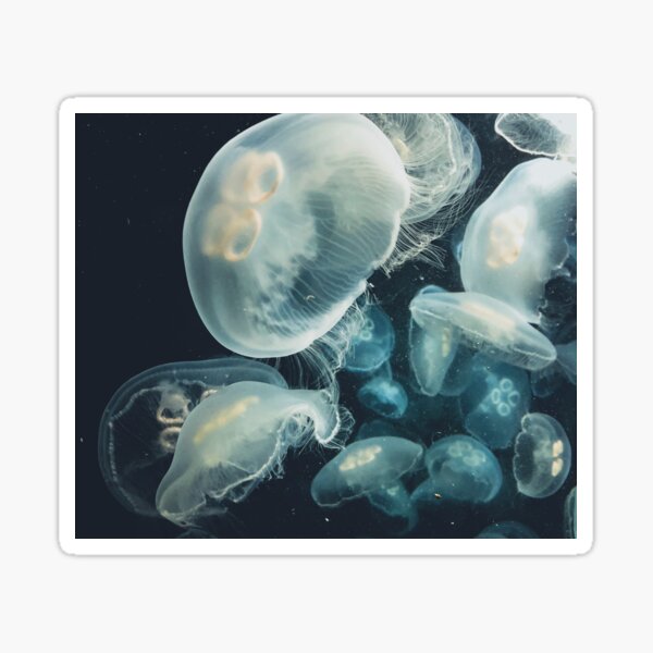 Meduse Stickers Redbubble