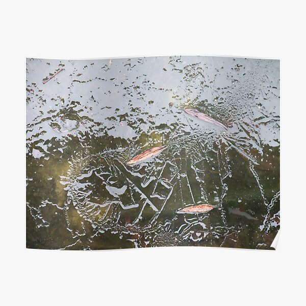 Trapped leaves Poster