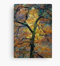 Tree Larch Canvas Print