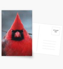 Northern Cardinal Postcards