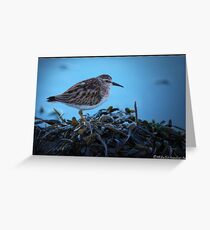 Least Sandpiper Grußkarte
