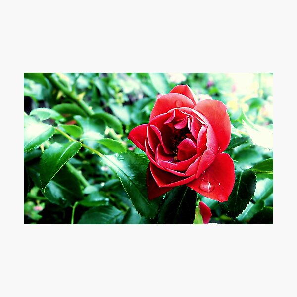 A drop on a petal Photographic Print