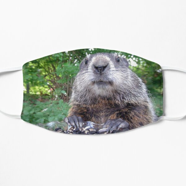 Ostdrossel Murmeltier Flache Maske